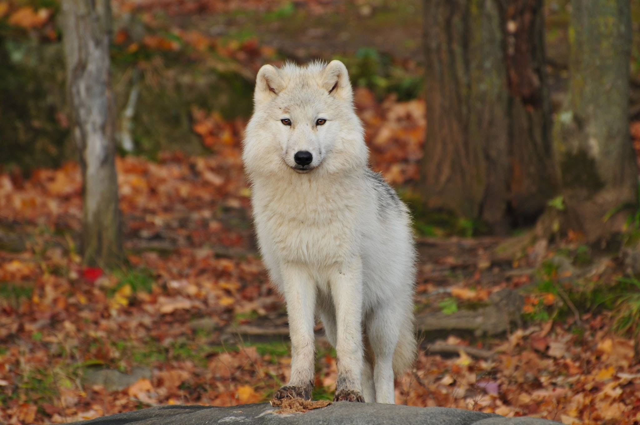 Arctic(White)Wolf standing in a Fall scenery