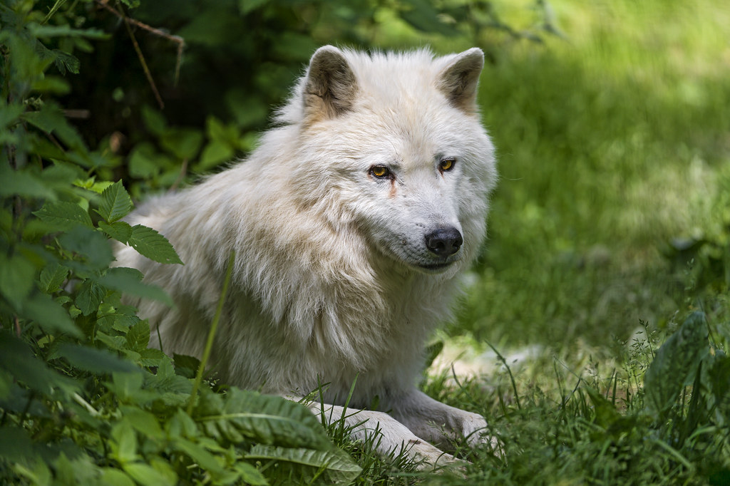 Artic Wolf lying down in vegetation
