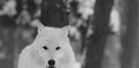 Arctic Wolf howling