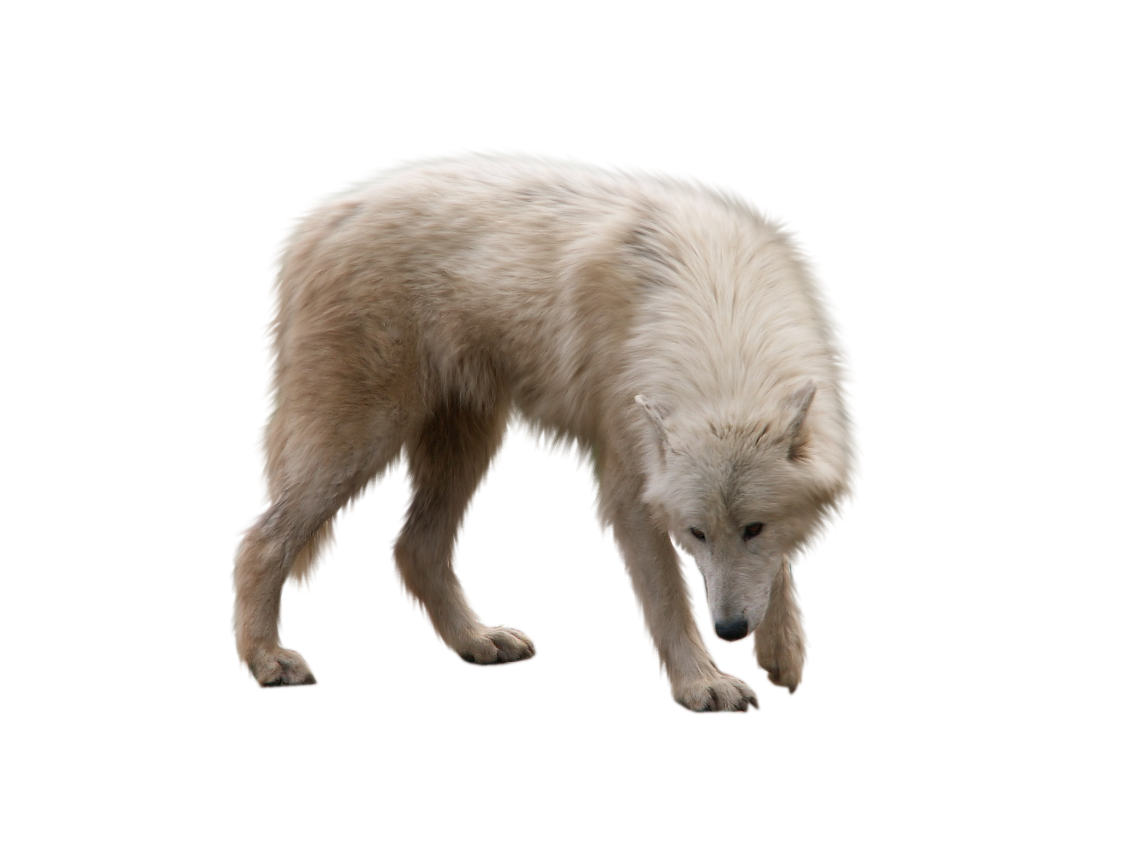 Arctic Wolf Standing